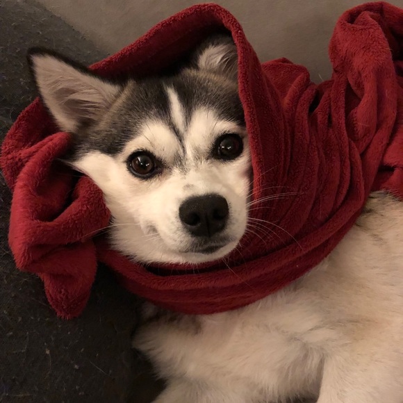 Meet your Posher, Susan! 5 Star Rated Seller! - Picture 4 of 8